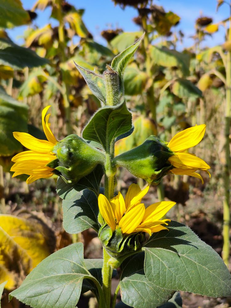 Photograph by Ирина Шибитова