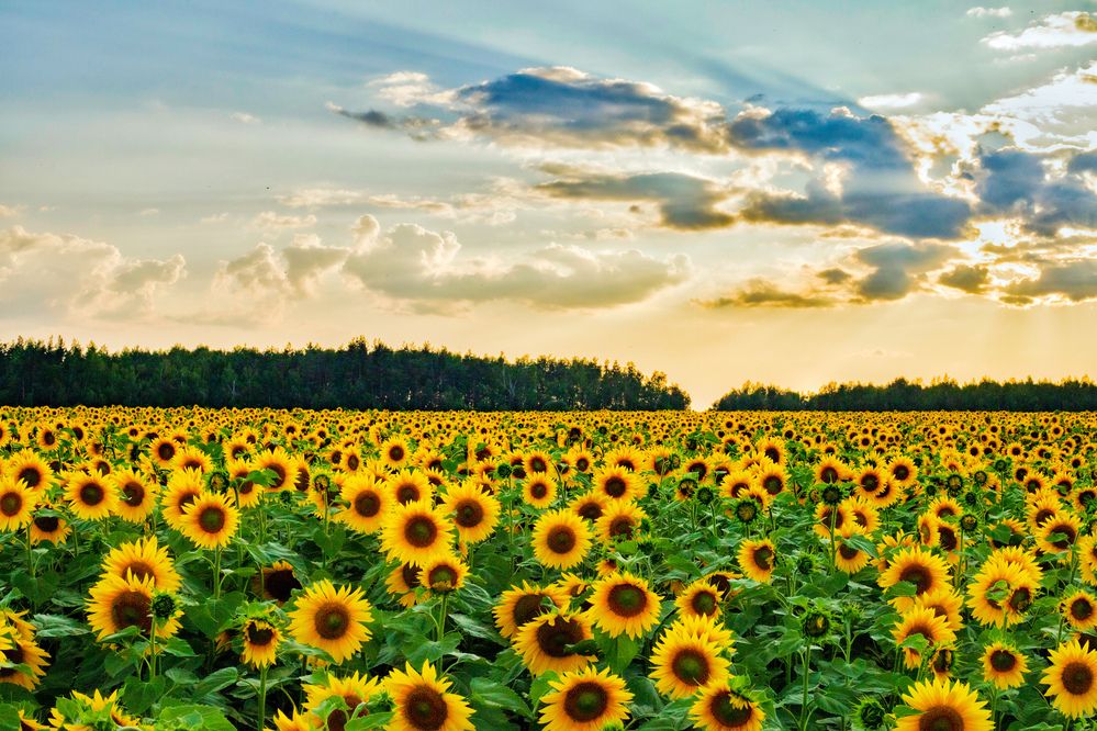 Photograph by Паша Савельев