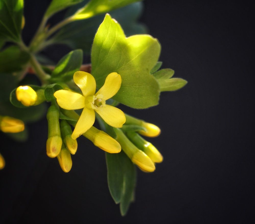 Photograph by AlexaL