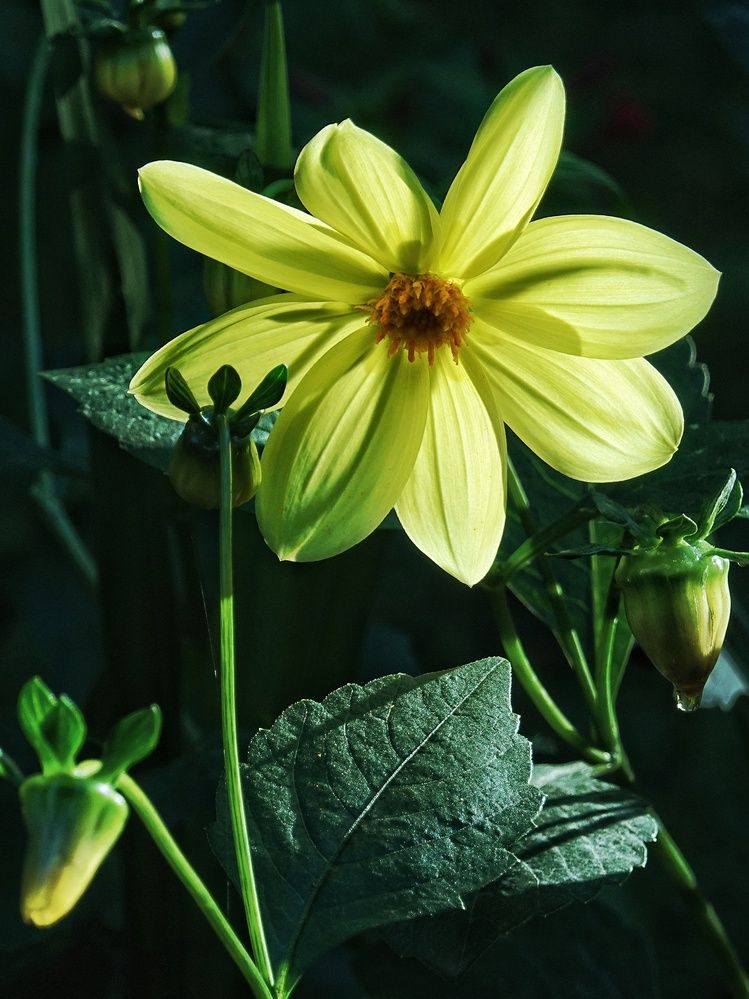 Фотография автора Екатерина Першина