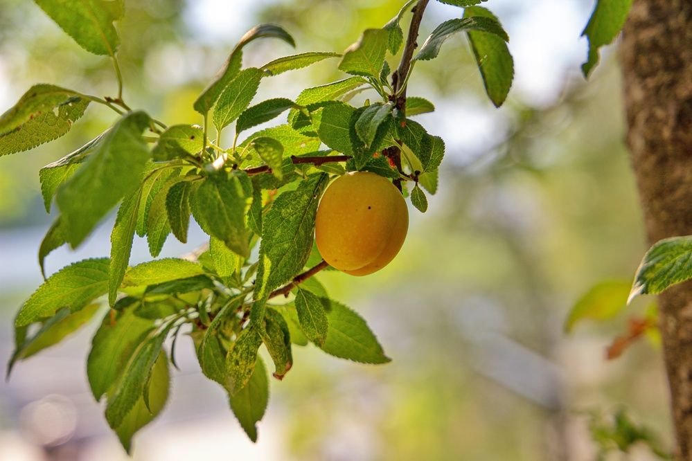 Фотография автора Екатерина Першина
