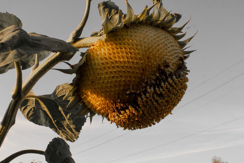 Photograph by Анна Лукина