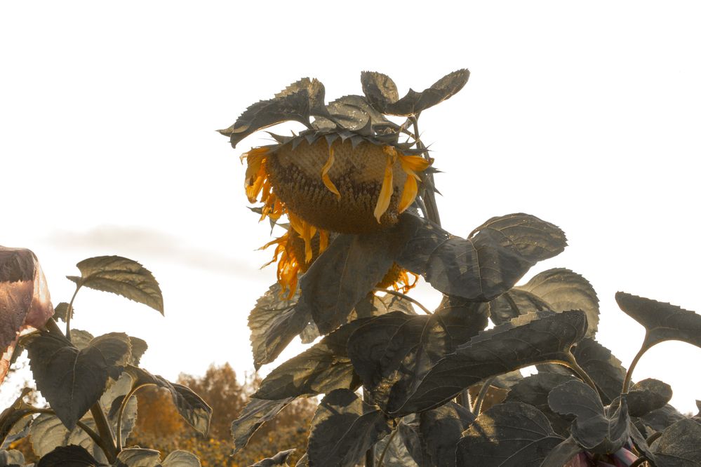 Photograph by Анна Лукина