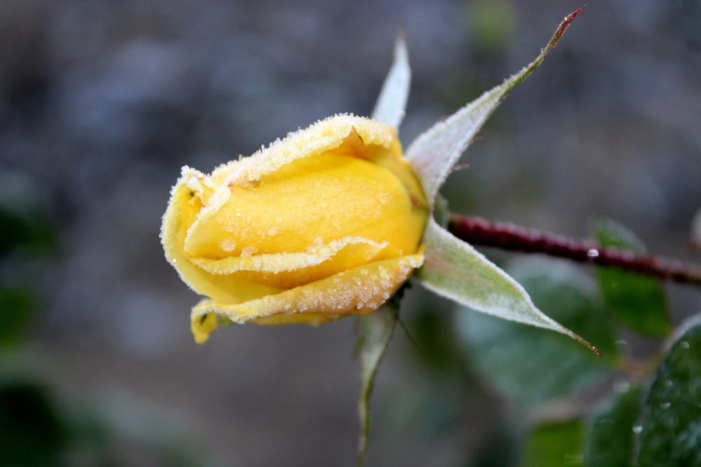 Photograph by Юлия Чурина