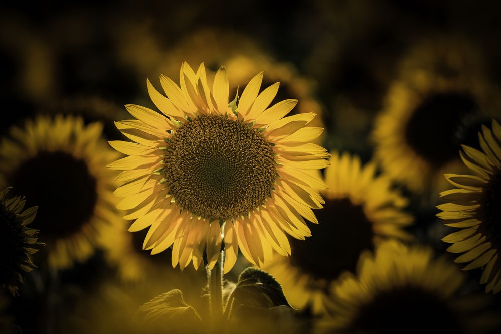 Photograph by Михаил Лупина