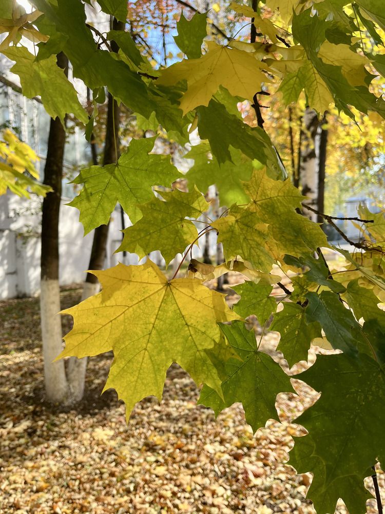 Photograph by Ирина Селиверстова