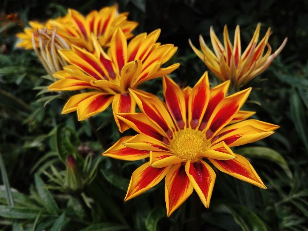 Фотография автора Adel elqamhawi Mohamed