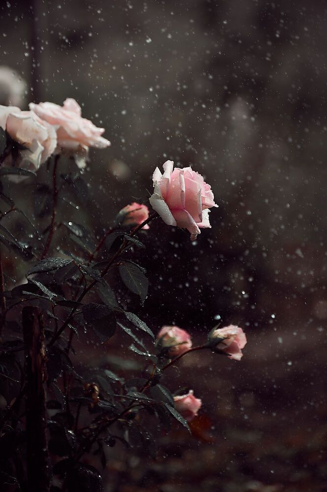 Photograph by Константин Громов