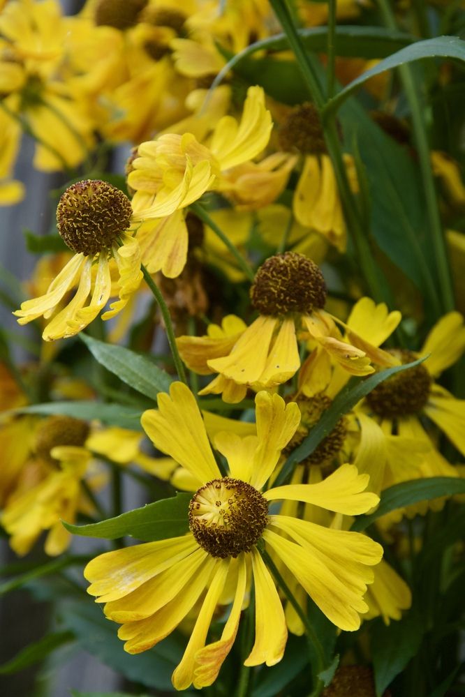 Photograph by OLGA LIZ