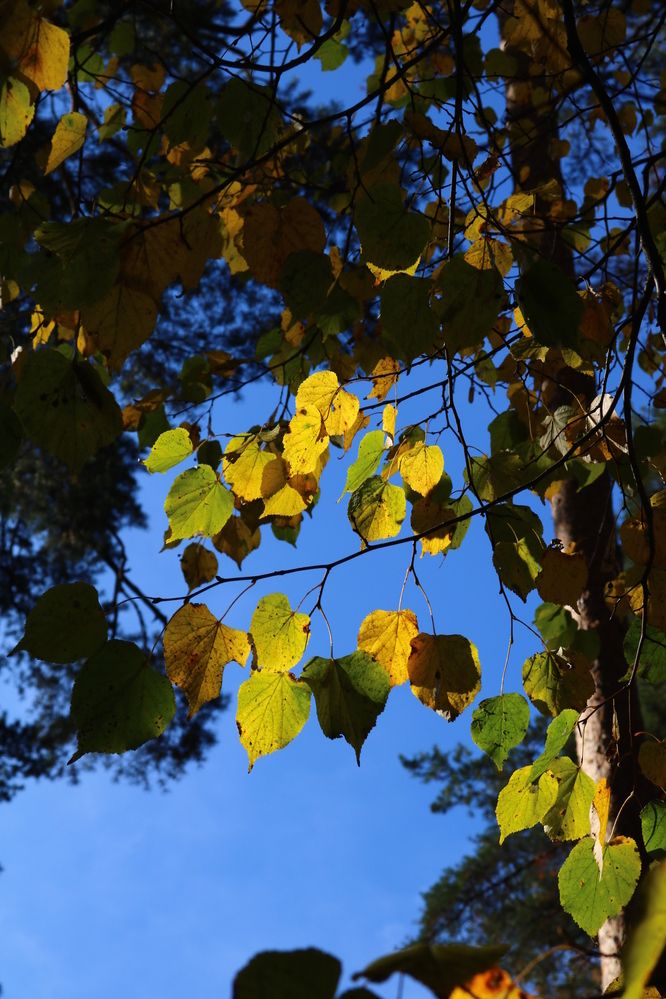Photograph by Светлана Шуткова