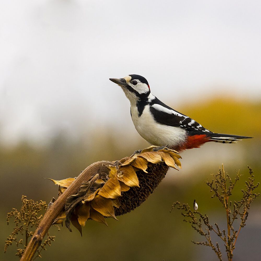 Photograph by Валерий Черняк