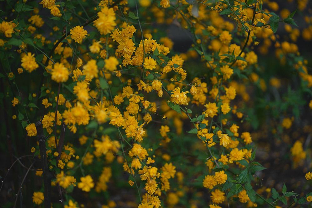 Photograph by Liliya Rodionova