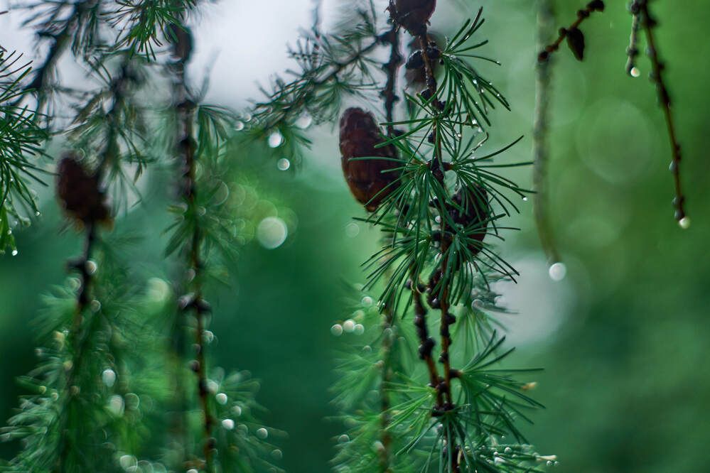 Photograph by Максим Карпович