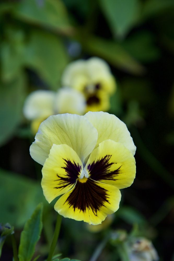 Photograph by OLGA LIZ