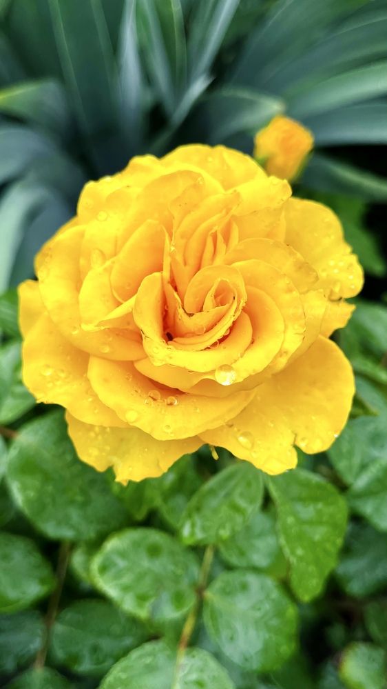 Photograph by OLGA LIZ