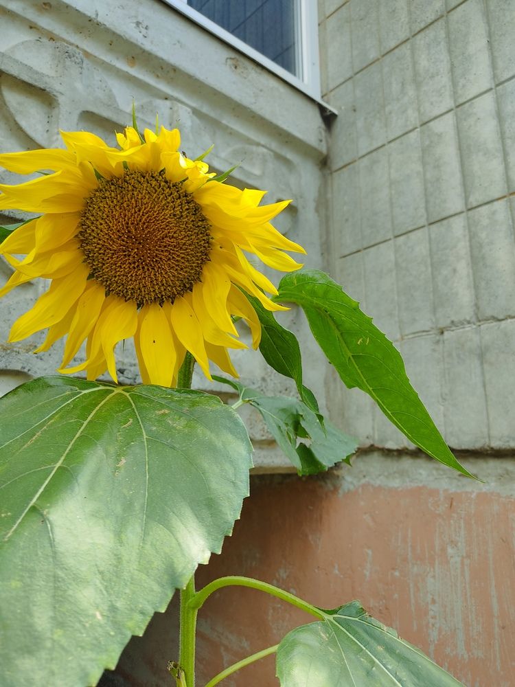 Фотография автора Екатерина Свиридова