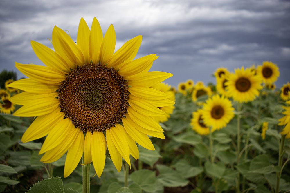 Photograph by Катя Николова