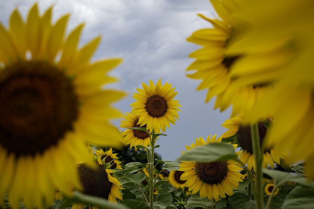 \" А Fields of Sunflowers\"