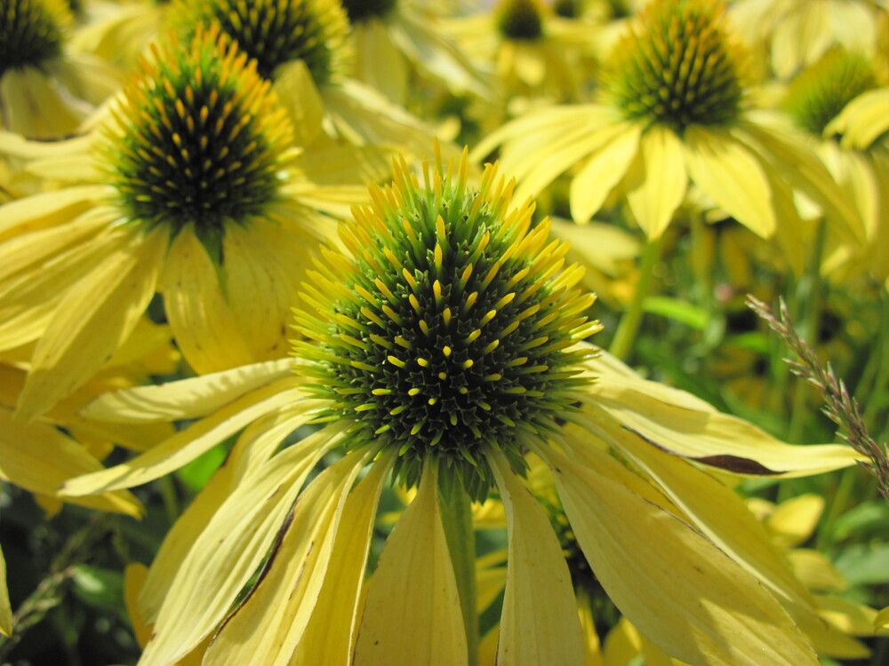 Фотография автора Георгий Самусевич