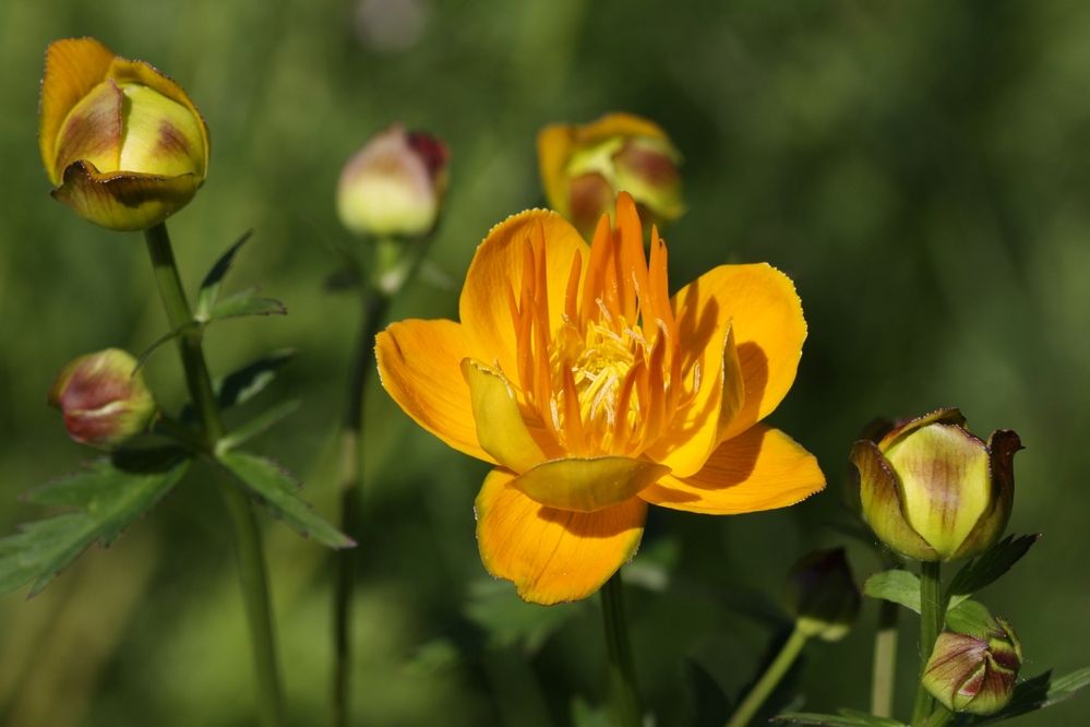 Photograph by Александр Лобанов