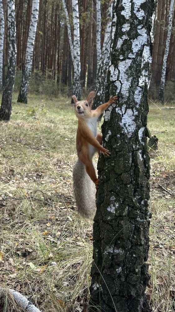 Любопытная белка