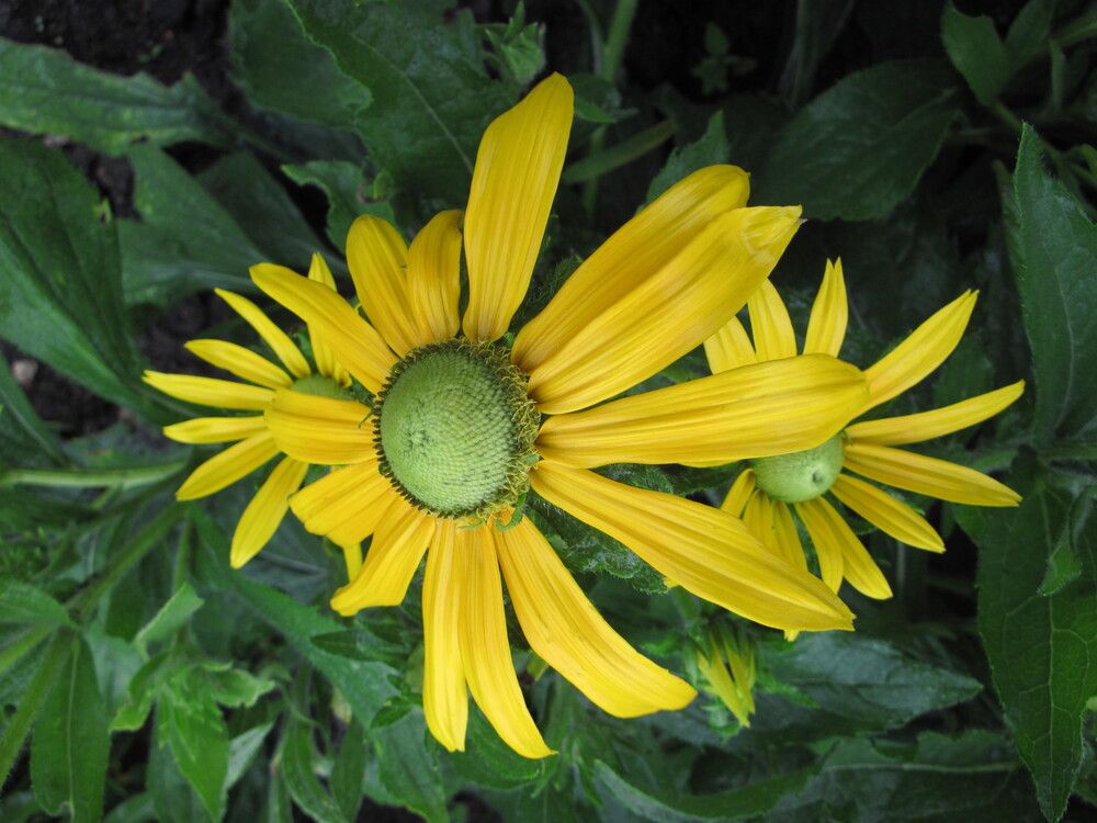 Фотография автора Георгий Самусевич