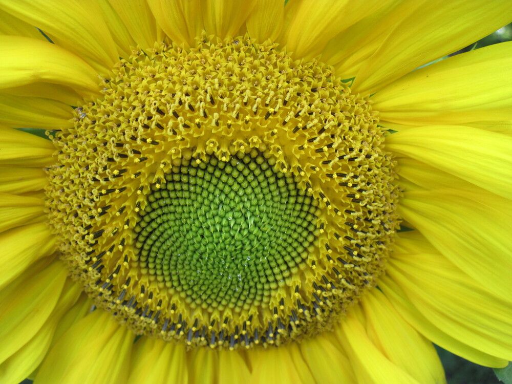 Фотография автора Георгий Самусевич