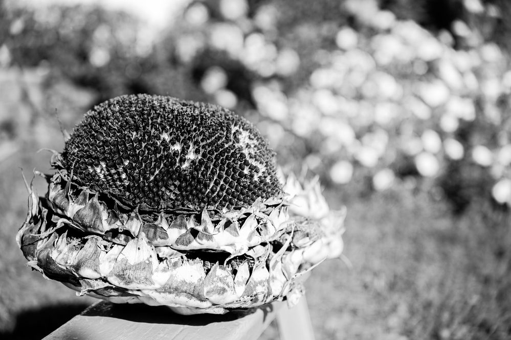 Photograph by Ирина Федорищева