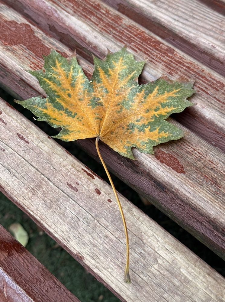 Кленовый лист