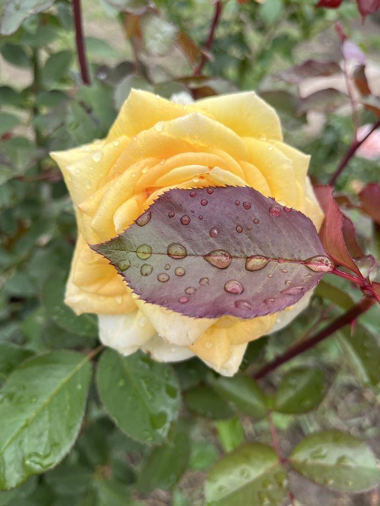 Дождь…роза…!