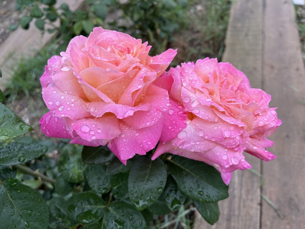 Сестрички в дождь…!