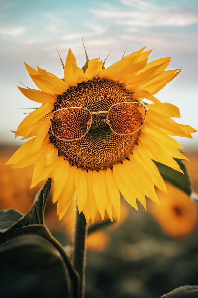 Фотография автора Губкина Ольга