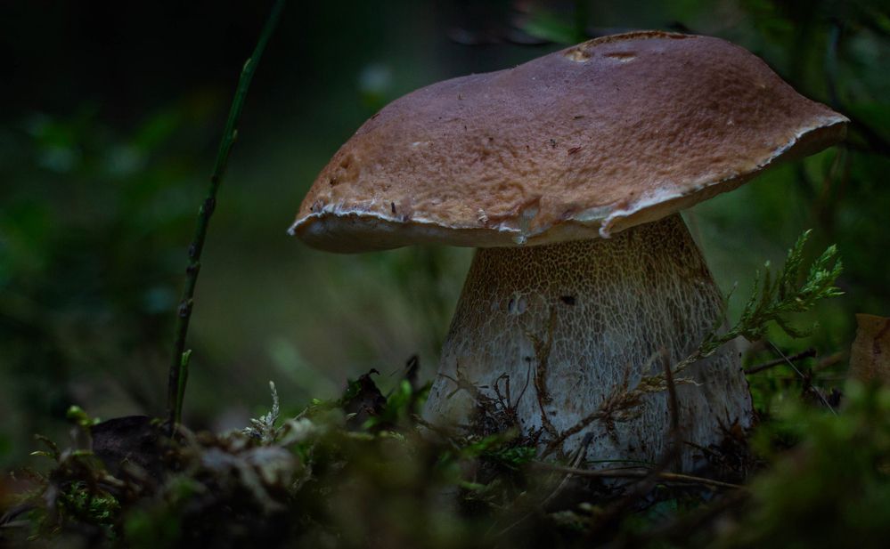 Photograph by Кокорин Алексей