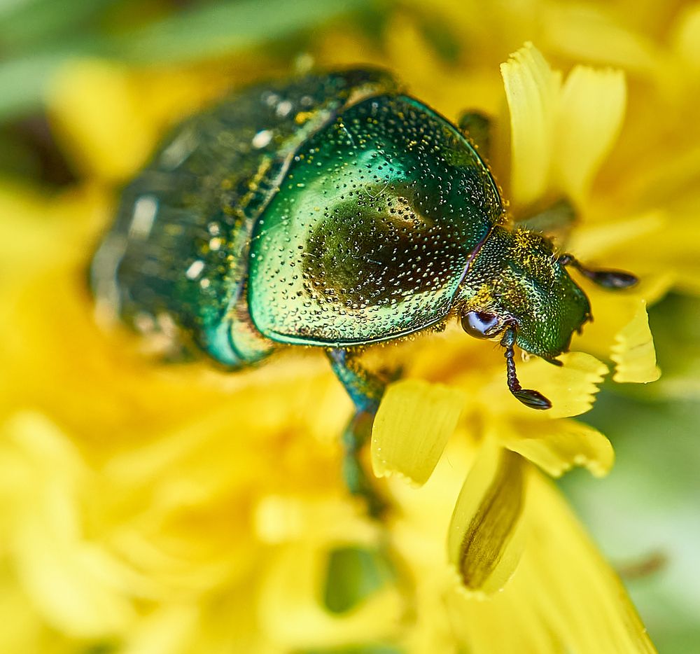 Photograph by Елена Гоосен