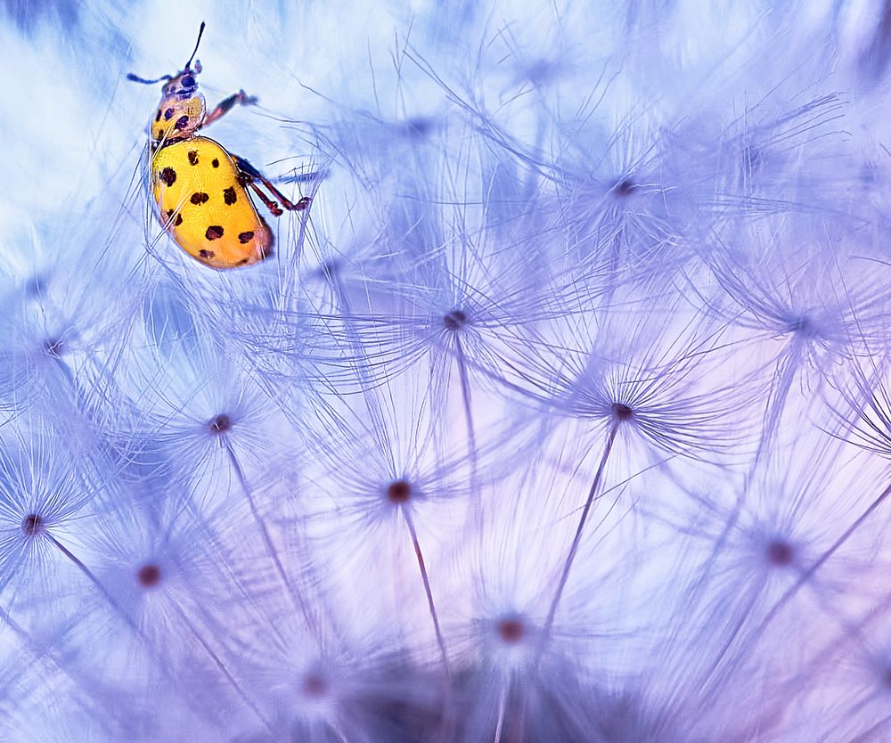 Photograph by Елена Гоосен