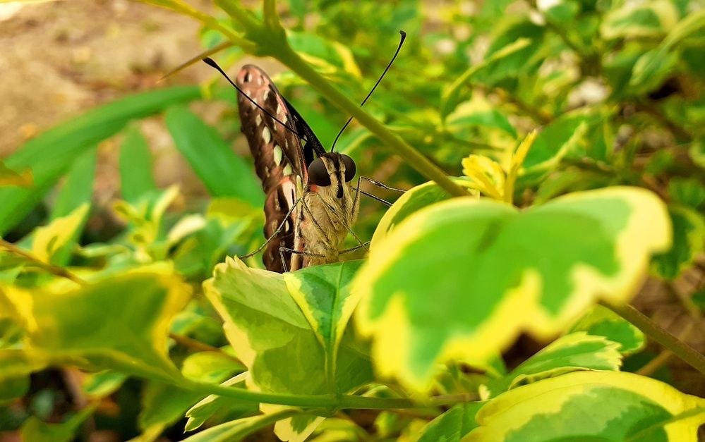 Photograph by FELOMINA ENDEREZ