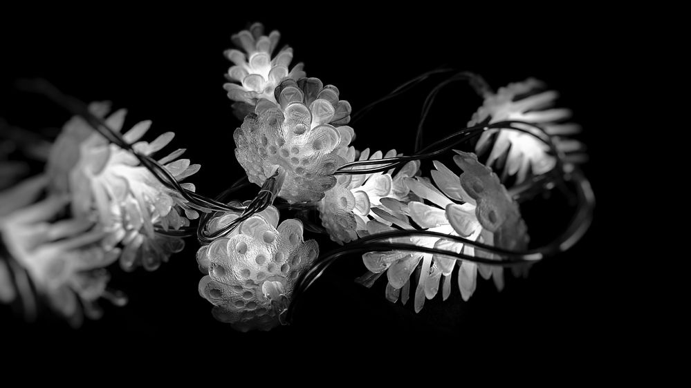 Photograph by Magic Helios