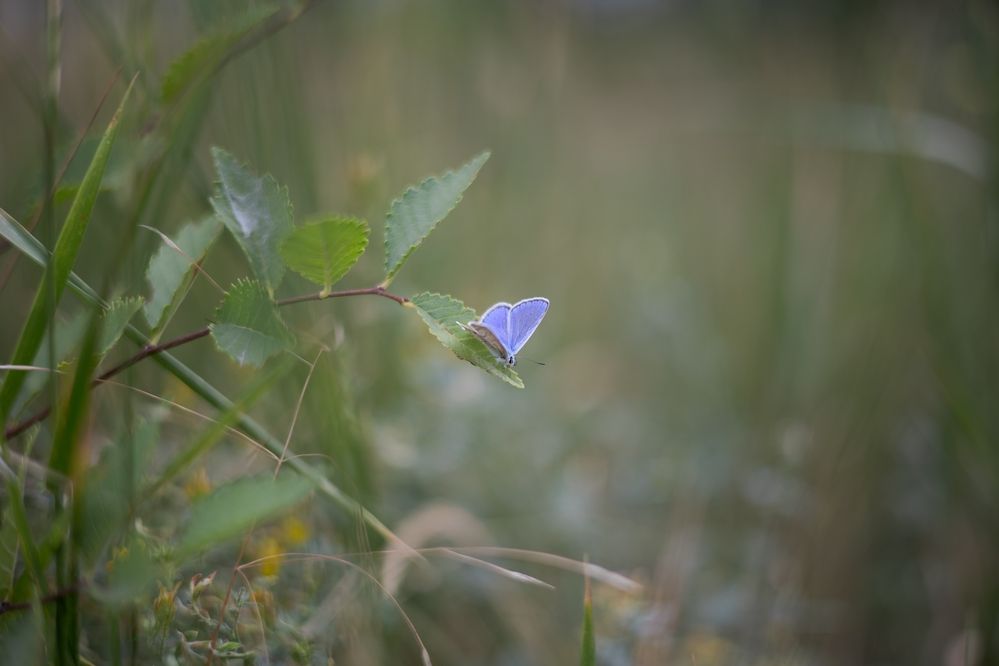 Photograph by Ирина