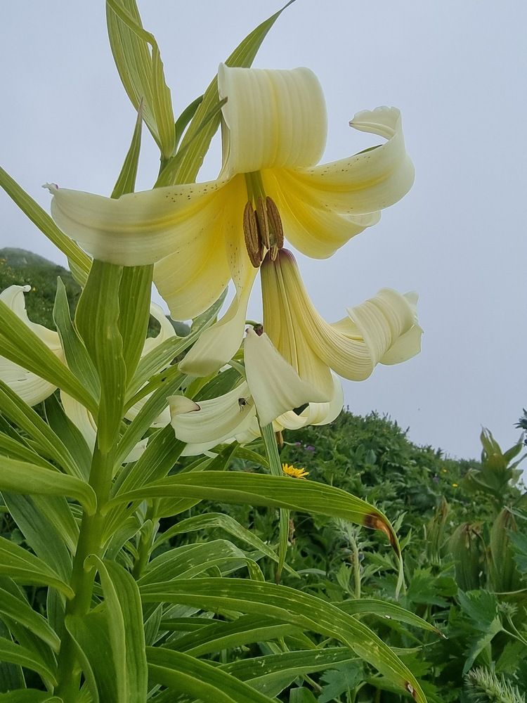 Photograph by Elena Ovsannikova