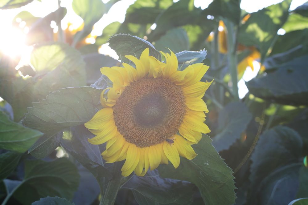 Photograph by Elena Ovsannikova