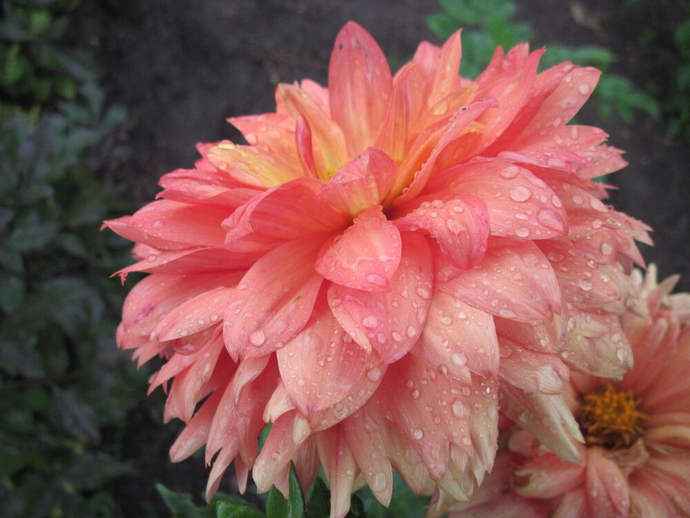 Фотография автора Георгий Самусевич