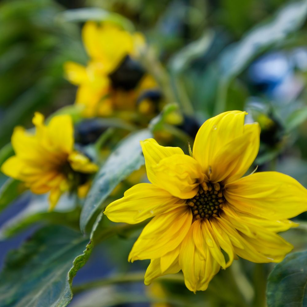 Photograph by Александр Селезнев