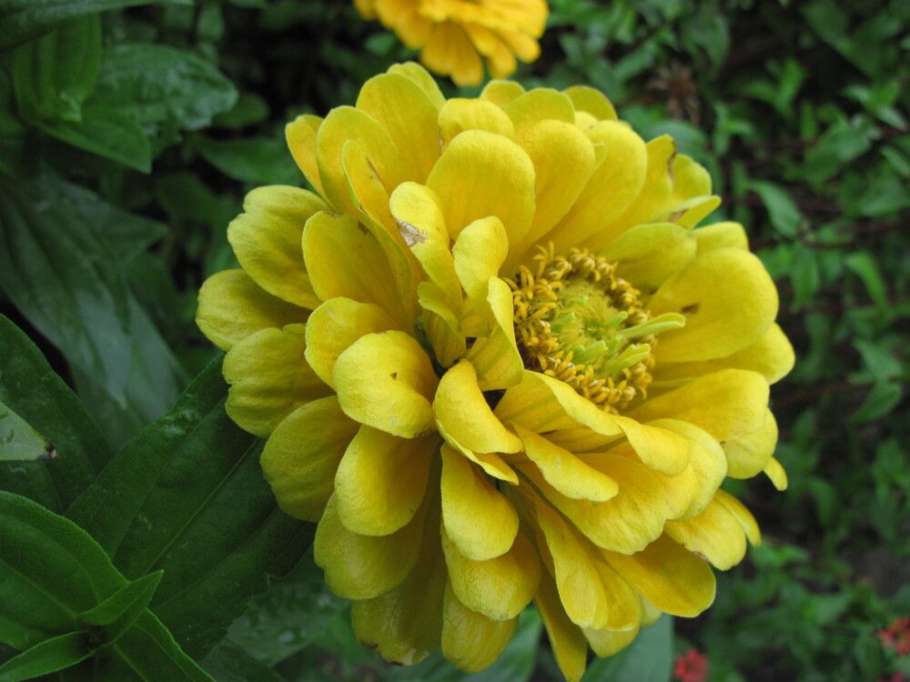 Фотография автора Георгий Самусевич