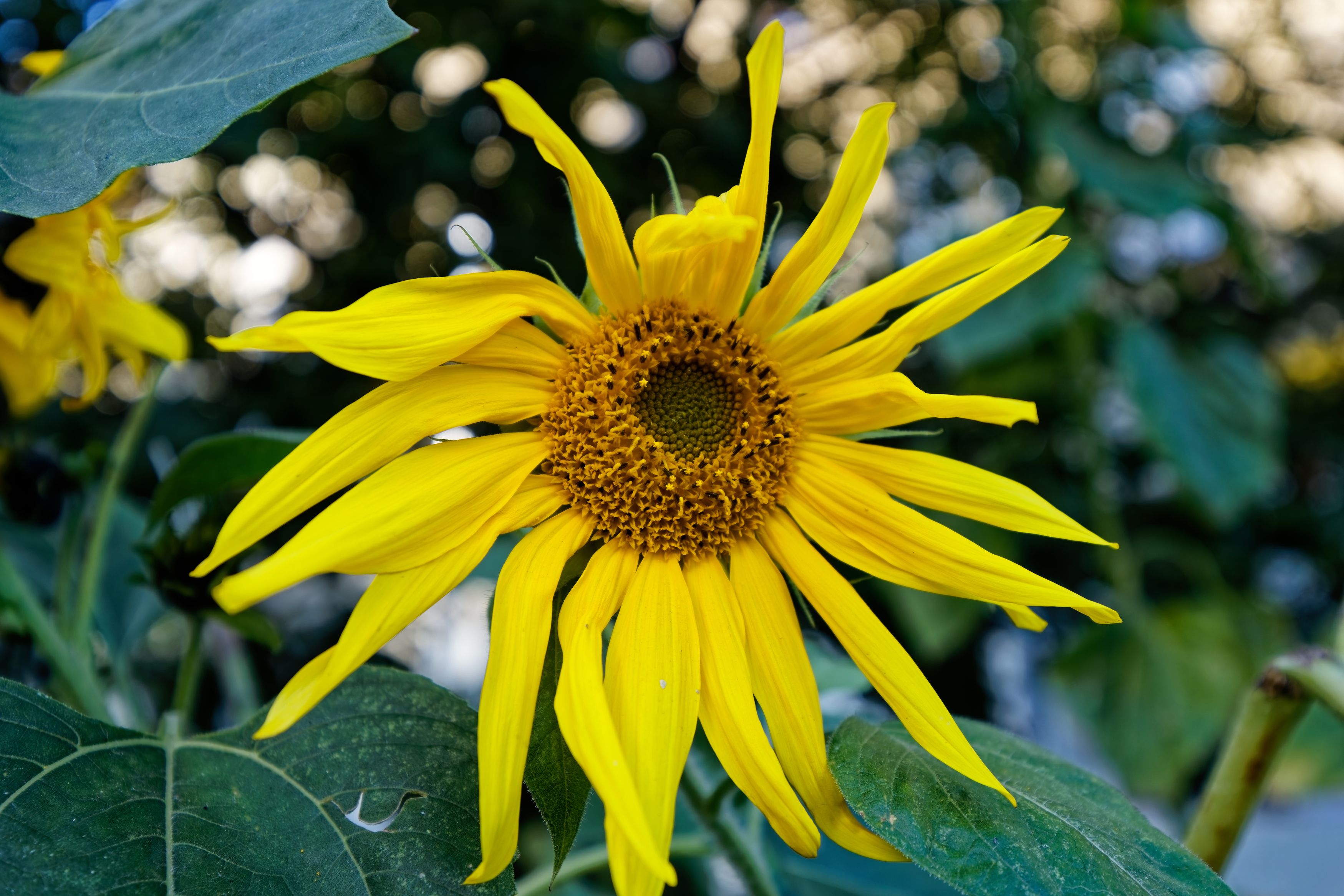 Photograph by Александр Селезнев