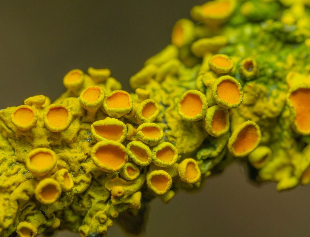 Photograph by БОРИС БЕЛКАНИЯ