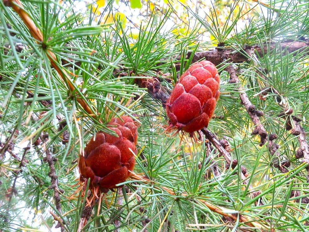 Photograph by Николай Горбачёв