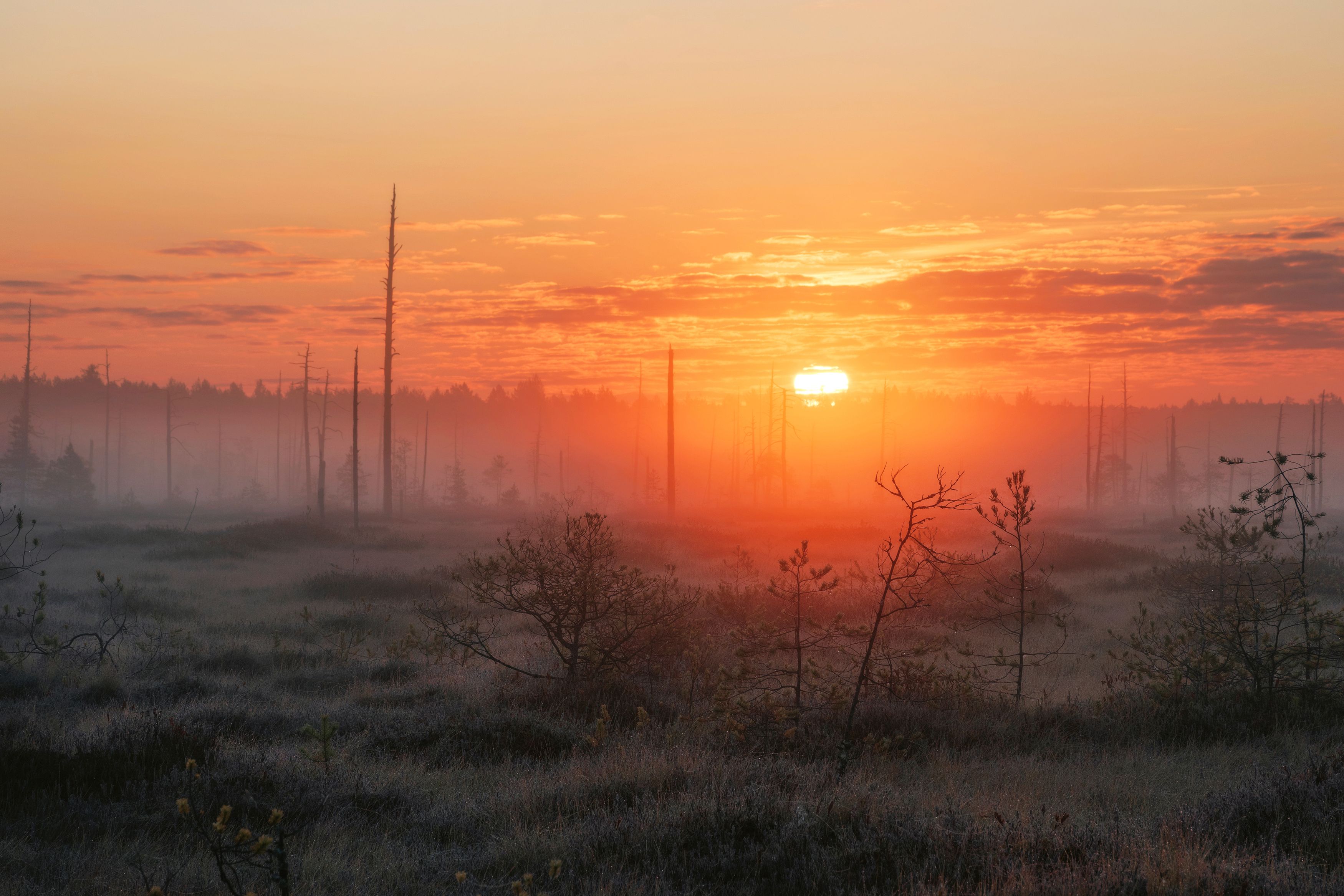 Photograph by Соколова Елена