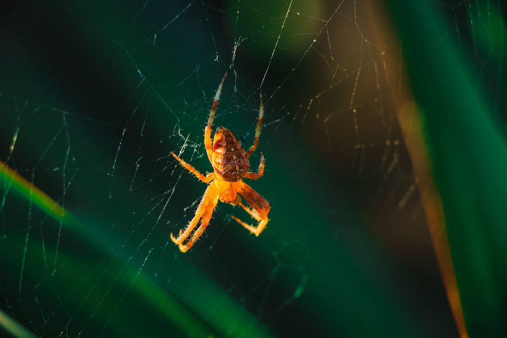 Photograph by Христина Сергейчик