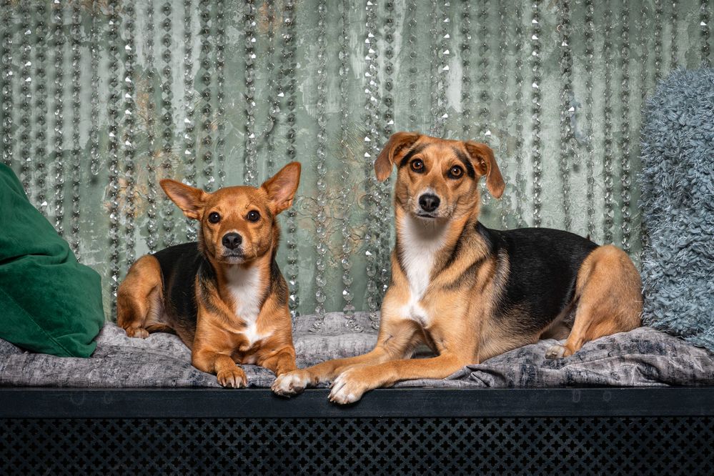 Фотография автора Krisztián Csalami