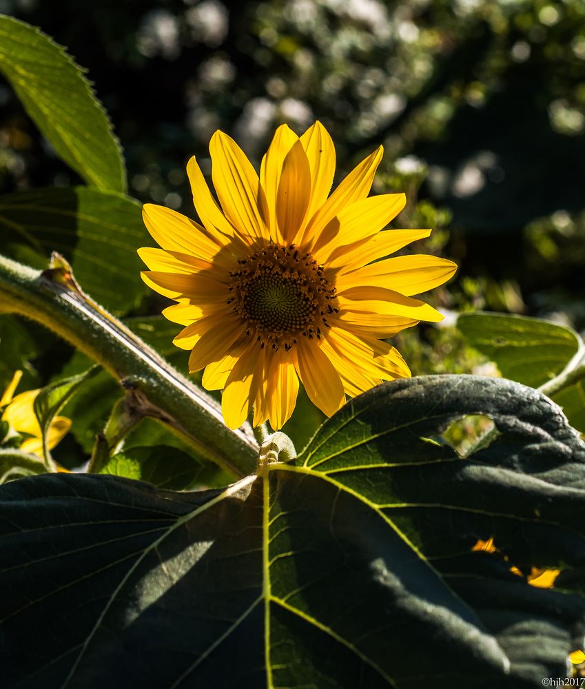 Photograph by Hans-Jürgen Hinz